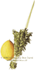 Lulav & Etrog